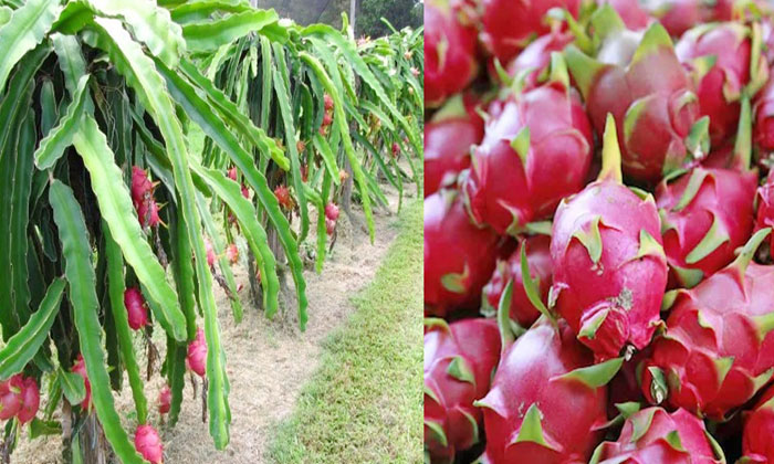 Telugu Cattle Dung, Dragon Fruit, Farmers, Yield-Latest News - Telugu
