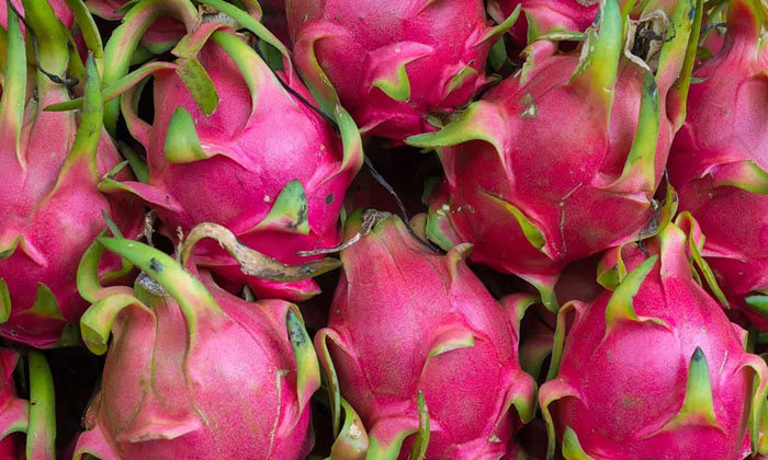 Telugu Cattle Dung, Dragon Fruit, Farmers, Yield-Latest News - Telugu