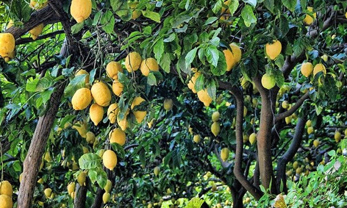  Methods To Prevent Black Lemon Insects In Lemon Orchards , Lemon , Farmers ,c-TeluguStop.com