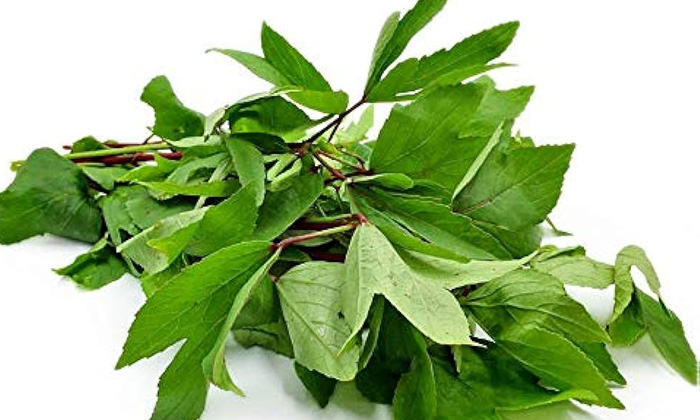  Gongura Leaves Helps To Get Rid Of Anemia Gongura Leaves, Gongura Health Benefit-TeluguStop.com