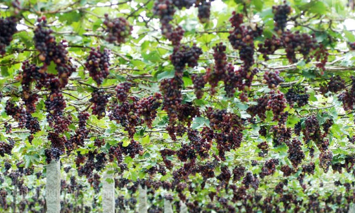 Telugu Agriculture, Farmers, Grape Crop, Grape-Latest News - Telugu