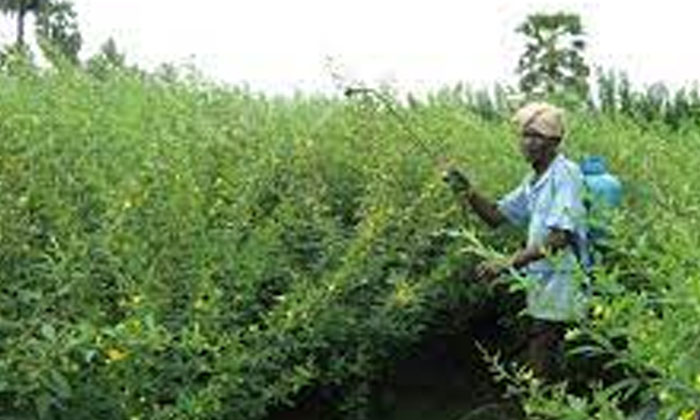 Telugu Agriculture, Tips, Yield Crops, Red Gram-Latest News - Telugu