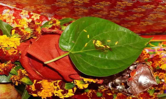 Do You Know Why It Is Said That Puja Without Betel Leaf Is Incomplete , Lakshm-TeluguStop.com