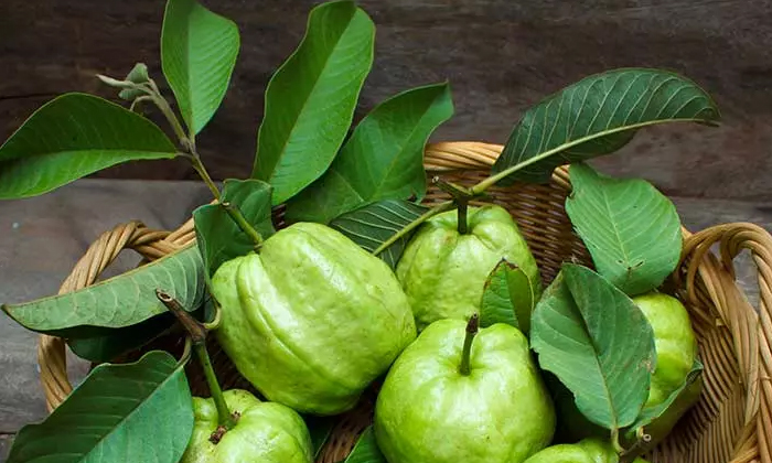 Lots Of Health Benefits With Guava Leaf Chutney , Diabetes, Guava Leaf Chutney, Lots Of Health Benefits With Guava Leaf Chutney , Diabetes, Guava Leaf Chutney,-TeluguStop.com