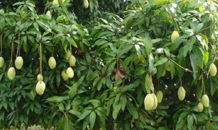  Methods To Prevent The Bacterial Black Spot Of Mango Crop ,mango Cultivation ,-TeluguStop.com