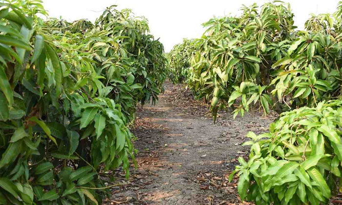 Telugu Agriculture, Bacteria, Chemically, Mango, Organic Method-Latest News - Te