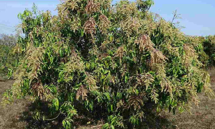  Spraying Drugs To Be Used During Coating In Mango Plantations , Mango Cultivati-TeluguStop.com