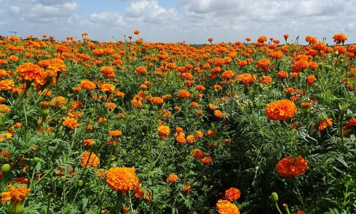 Telugu Agriculture, Fipronil, Yields, Marigold Flower, Perf-Latest News - Telugu