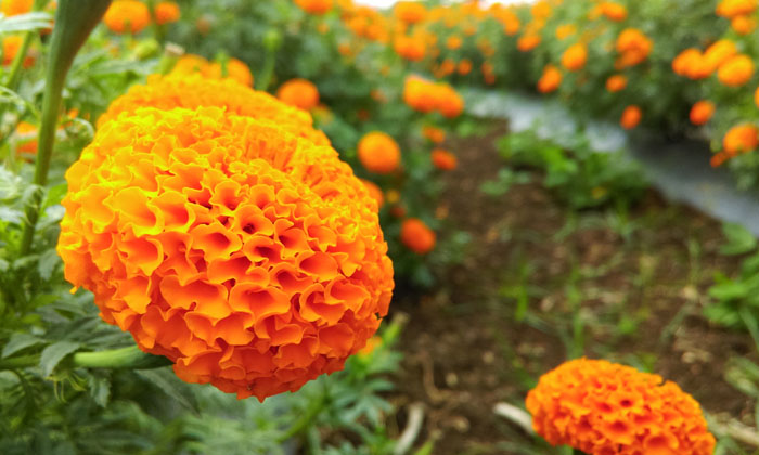  These Are The Pests That Crave Marigolds.. Proprietary Methods For Prevention-TeluguStop.com