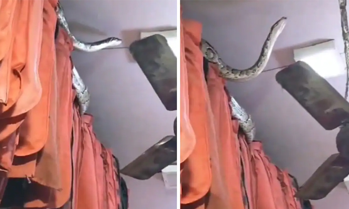  Massive Python Found Inside Garment Store In Meerut Viral Video Details, Viral N-TeluguStop.com