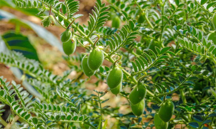 Measures To Prevent Ascochyta Dry Pests In Chickpeas Cultivation Details, Ascoc Measures To Prevent Ascochyta Dry Pests In Chickpeas Cultivation Details, Ascoc-TeluguStop.com