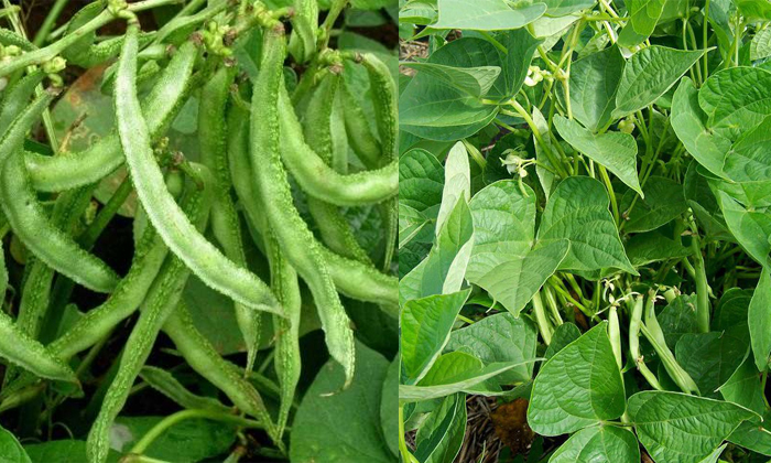 Telugu Agriculture, Beans Crop, Beans Crops, Beans, Beans Farmers, Cluster Beans