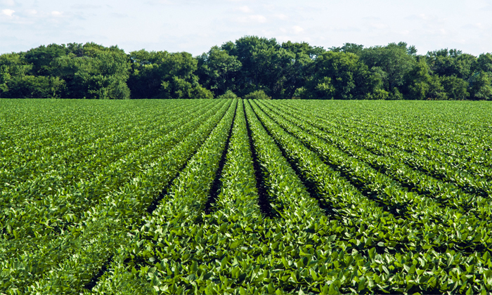 Telugu Agriculture, Beans Crop, Beans Crops, Beans, Beans Farmers, Cluster Beans