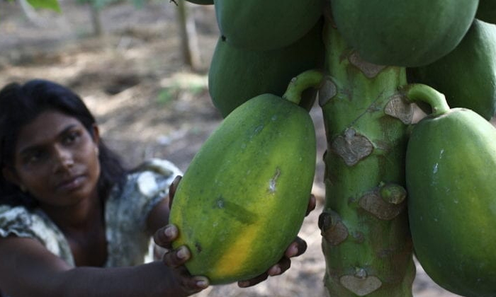  Methods To Prevent Brown Spot Disease In Papaya Cultivation , Papaya Cultivation-TeluguStop.com