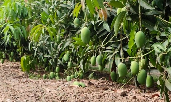  Methods To Prevent The Bacterial Black Spot Of Mango Crop , Mango Crop , Mango-TeluguStop.com