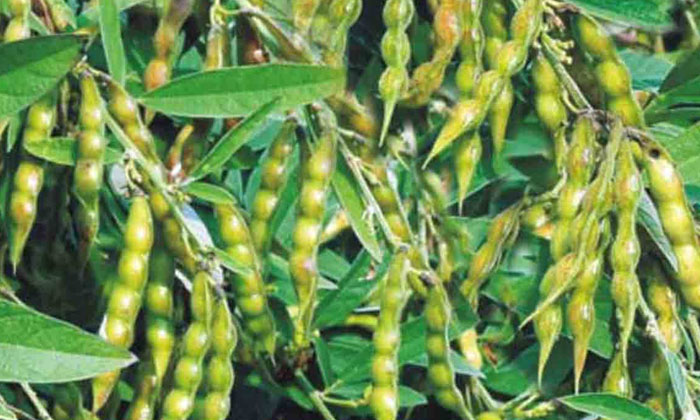  Redgram Cultivation Tips And Techniques,redgram Cultivation,pests And Weeds,agri-TeluguStop.com