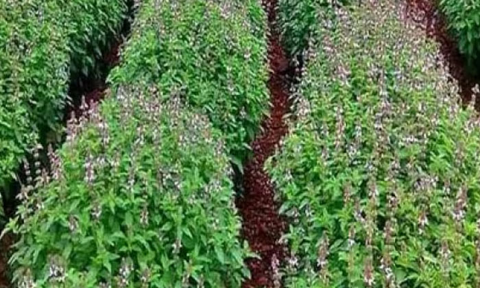 Telugu Agriculture, Basil Crop, Farmers, Yield, Tulsi, Weeds-Latest News - Telug