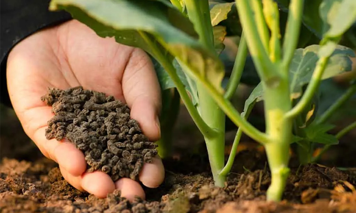  Pests Control With Trichoderma Viride Details, Pests Control ,trichoderma Viride-TeluguStop.com