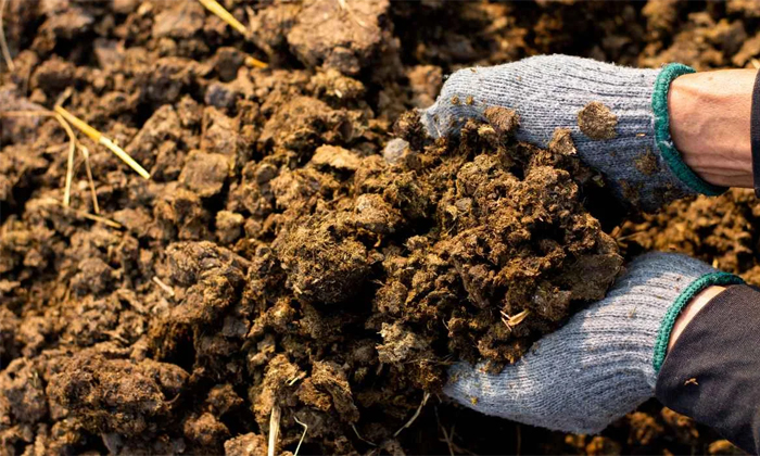 Telugu Crops, Dry Rot, Farmers, Fertilizers, Manure, Moisture, Control, Trichode Telugu Crops, Dry Rot, Farmers, Fertilizers, Manure, Moisture, Control, Trichode
