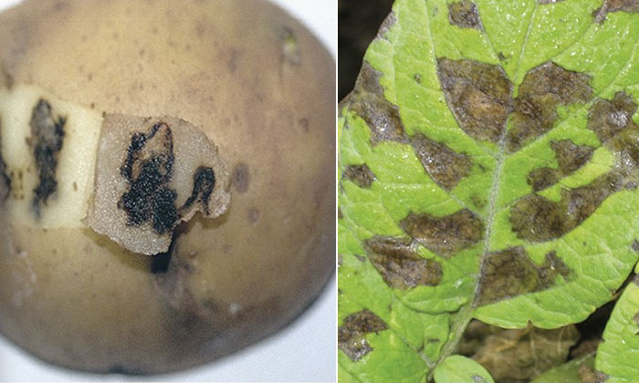  Methods To Prevent Septoria Leaf Spot Pests In Potato Crop, Potato Crop, Agricu-TeluguStop.com