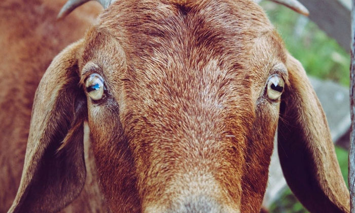 Do You Know Why Goats Eyes Are Crossed, Goats, Social Media, Rectangular Pupils-TeluguStop.com