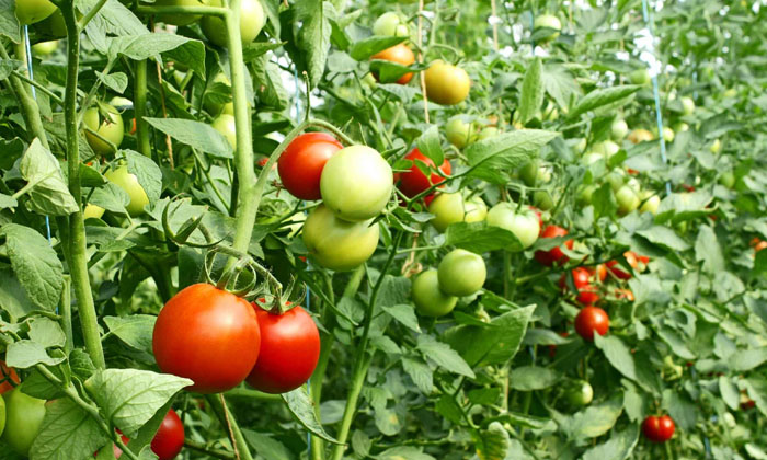 Telugu Agriculture, Crop Yield, Tomato, Tomato Crop-Latest News - Telugu Telugu Agriculture, Crop Yield, Tomato, Tomato Crop-Latest News - Telugu
