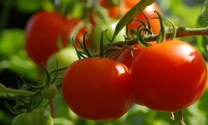 Methods To Prevent The Tomato Crop From The Leafhopper Pest , Tomato Cultivation Methods To Prevent The Tomato Crop From The Leafhopper Pest , Tomato Cultivation-TeluguStop.com