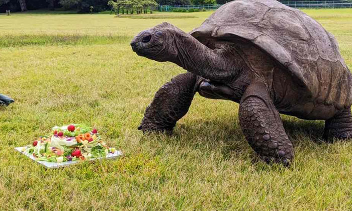  Tortoise That Won The Guinness Record You Will Be Surprised To Know Its Age, To-TeluguStop.com