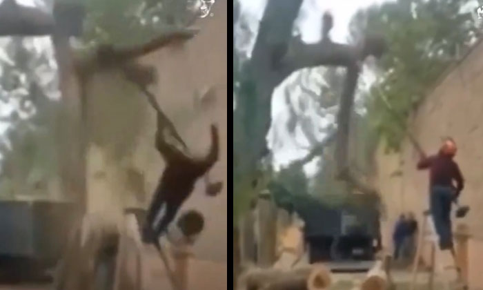  Video: If Trees Are Cut Like This, Lives Are Sure To Be Lost , Viral Video, F-TeluguStop.com