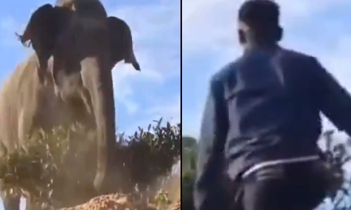  Youngsters Played Pranks With An Elephant Shocking Video Viral, Viral Video, La-TeluguStop.com