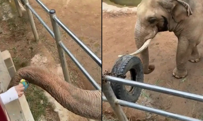  The Elephant Returned The Shoe That Fell In The Enclosure, Viral Video, Latest-TeluguStop.com