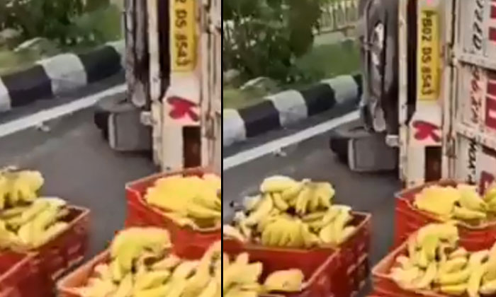  A Vehicle Carrying A Load Of Bananas Overturns Video Goes Viral , Viral Video,-TeluguStop.com