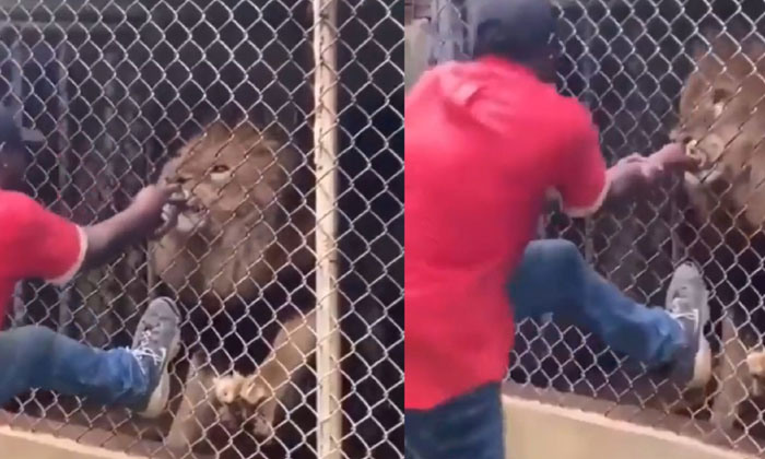  Viral Video: The Young Man Put His Finger In The Lion's Mouth.. The Finger Was C-TeluguStop.com