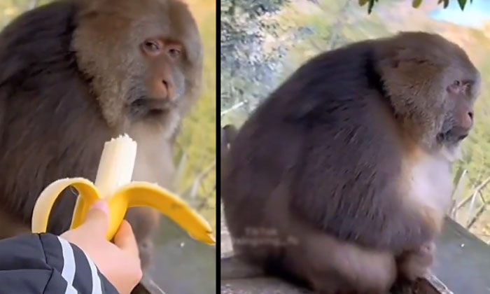  A Person Who Peels A Banana And Puts It In Front Of A Monkey And Eats It Himself-TeluguStop.com