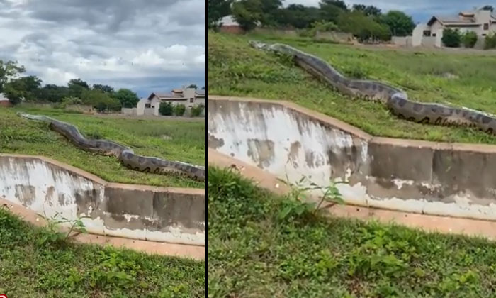  Wow, What A Big Anaconda Snake It's Sure To Make You Shiver , Viral Video, Vira-TeluguStop.com