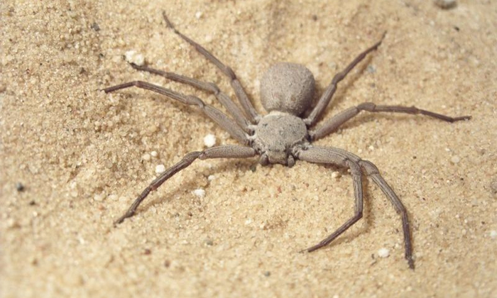  World Most Toxic Spider Buries Itself In Sand To Wait For Prey Video Viral Detai-TeluguStop.com