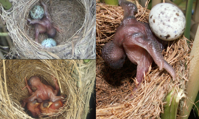  Baby Cuckoo Threw Eggs Of Another Bird From The Nest Viral Video Details, Cuckoo-TeluguStop.com