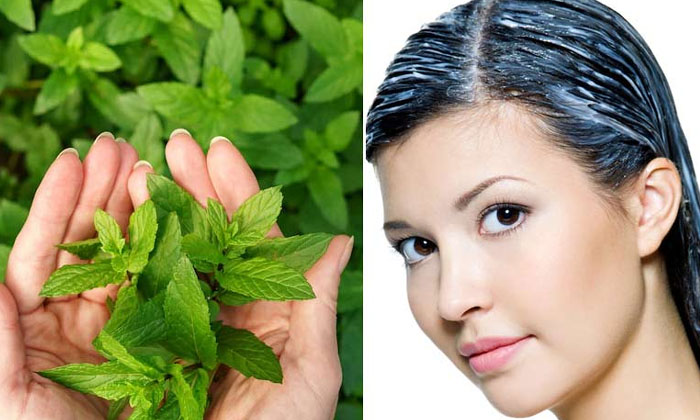  How To Get Rid Of Dandruff With Basil Leaves, Basil Leaves, Basil Leaves-TeluguStop.com