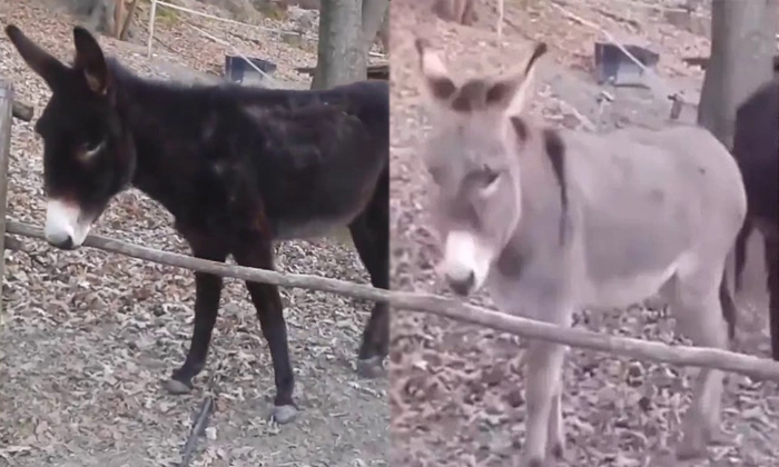  Clever Donkey Uses Technique To Work Smarter Video Viral Details, Donkey, Talent-TeluguStop.com