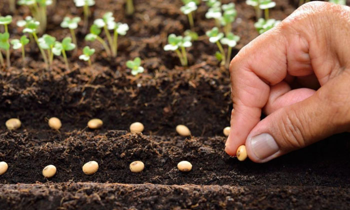  How To Do Seed Treatment In Crop Cultivation System..do You Know What Are The Be-TeluguStop.com