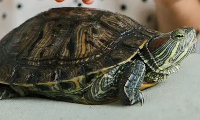 Which Direction Is Better To Place A Crystal Turtle In The House? ,crystal Turt-TeluguStop.com