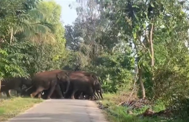  Elephants Hulchal In Kuppam, Chittoor District-TeluguStop.com