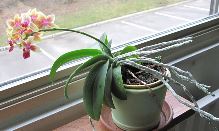 Telugu Auxin, Botany, Gravitropism, Gravity, Phototropism, Quora, Stem, Tropic-L Telugu Auxin, Botany, Gravitropism, Gravity, Phototropism, Quora, Stem, Tropic-L