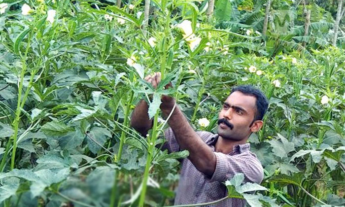 Telugu Agriculture, Farmers, Finger, Organic Method-Latest News - Telugu