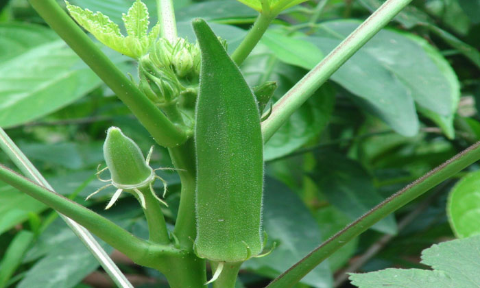  Methods To Prevent Spotted Bollworms In Okra Cultivation , Bendi Cultivation ,-TeluguStop.com