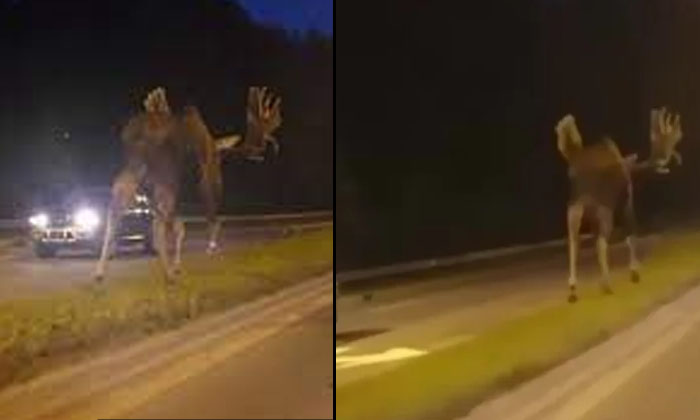 largest moose Alaska Moose viral news latest news animal video trending news social media