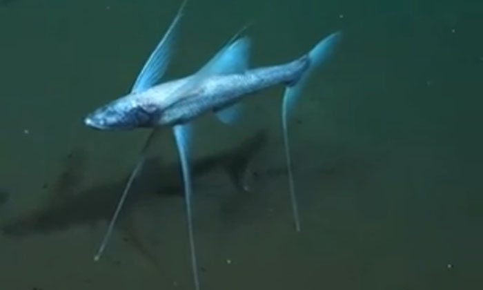  Video: Have You Ever Seen A Three-legged Fish If You Know The Specifics Of These-TeluguStop.com