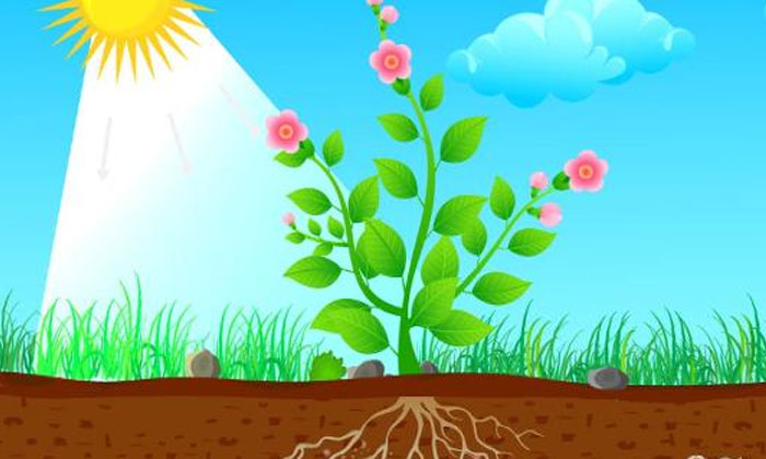 Telugu Auxin, Botany, Gravitropism, Gravity, Phototropism, Quora, Stem, Tropic-L Telugu Auxin, Botany, Gravitropism, Gravity, Phototropism, Quora, Stem, Tropic-L