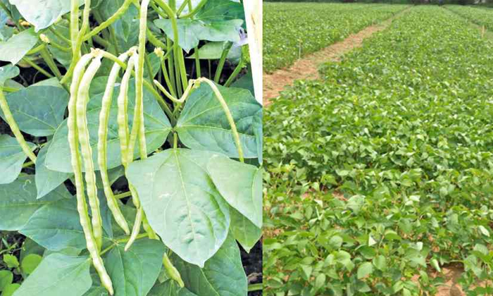  Precautions To Be Taken In Alasanda Crop Harvesting Details, Precautions , Alasa-TeluguStop.com
