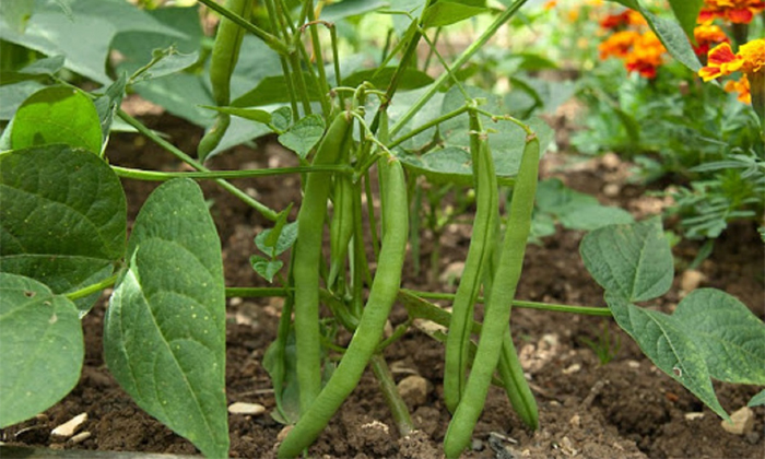 Telugu Agriculture, Alasanda, Alasanda Crop, Alasanda Seeds, Black Eyed Peas, Co